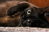 Picture of bombay cat lying on its side