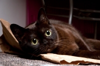 Picture of bombay cat lying on paper bag
