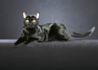 Picture of Bombay cat on grey background