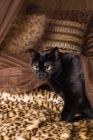 Picture of Bombay cat on leopard print blanket
