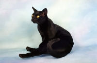 Picture of bombay cat on pastel background