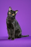 Picture of Bombay cat on purple background