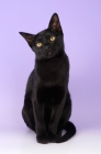 Picture of bombay cat on purple background