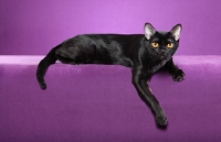 Picture of Bombay cat on purple background