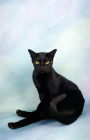 Picture of bombay cat on sitting pastel background