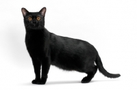Picture of Bombay cat on white background, standing