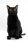 Picture of Bombay cat on white background, sitting