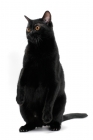Picture of Bombay cat on white background, sitting
