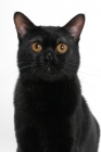 Picture of Bombay cat on white background, portrait