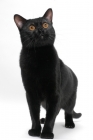 Picture of Bombay cat on white background, staring