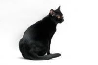 Picture of Bombay cat on white background, sitting