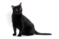 Picture of Bombay cat on white background, sitting