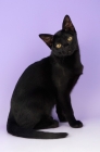 Picture of bombay cat sitting on purple background