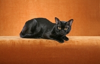 Picture of Bombay cat