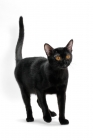 Picture of bombay cat