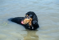 Picture of bonavoir dark spirit, long haired dachshund in the sea licking nose