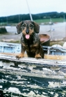 Picture of bonavoir max, wirehaired dachshund standing up in a boat