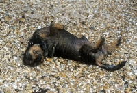 Picture of bonavoir max, wirehaired dachshund rolling on gravel