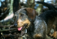 Picture of bonavoir max, wirehaired dachshund in woods