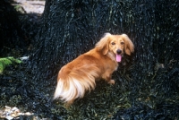 Picture of bonavoir prudence, miniature long haired dachshund standing on seaweeed