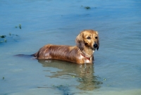 Picture of bonavoir prudence, miniature long haired dachshund in blue sea