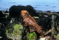 Picture of bonavoir prudence, miniature long haired dachshund on rocks by the sea