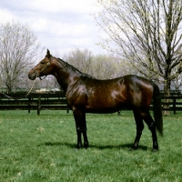 Picture of bonefish, standardbred stallion at castleton farm, Lexington, ky 