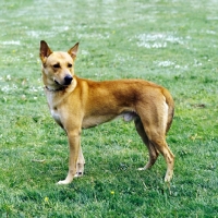 Picture of Boneh me Shaar Hagai, canaan dog standing on grass