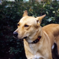 Picture of Boneh me Shaar Hagai, canaan dog, portrait