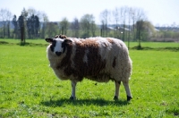 Picture of bonte Texel sheep, ewe side view