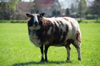 Picture of bonte Texel sheep, ewe