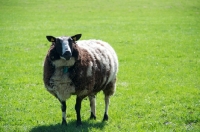 Picture of bonte Texel sheep, in field