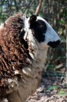 Picture of bonte Texel sheep, profile