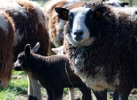 Picture of bonte Texel sheep with blue Texel lamb