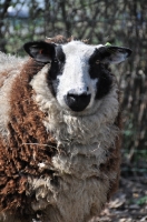 Picture of Bonte texel (texelaar) sheep, portrait