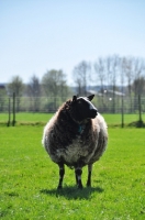 Picture of Bonte Texelaar sheep