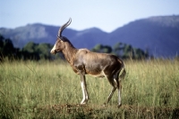 Picture of bontebok in mlilwane, swaziland