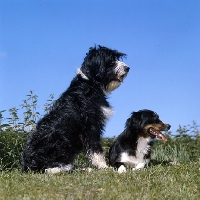 Picture of border collie and cross bred dog, english springer spaniel x bearded collie,  awaiting instructions