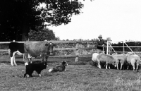 Picture of border collie and cross bred dog herding sheep 