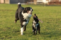 Picture of Border Collie and Crossbred dog playing