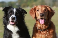 Picture of Border Collie and Golden Retriever