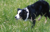 Picture of Border Collie approaching sheep