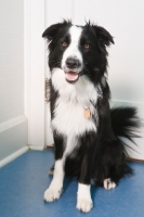 Picture of Border Collie at home
