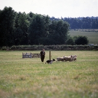 Picture of border collie at sheepdog trial  