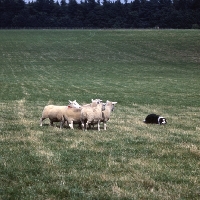 Picture of border collie at sheepdog trials