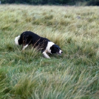 Picture of border collie at sheepdog trials creeping, eyeing