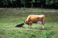 Picture of border collie attempting to work cattle