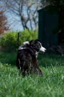 Picture of Border Collie, back view