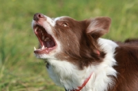 Picture of Border Collie barking