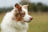 Picture of Border Collie, blurred background